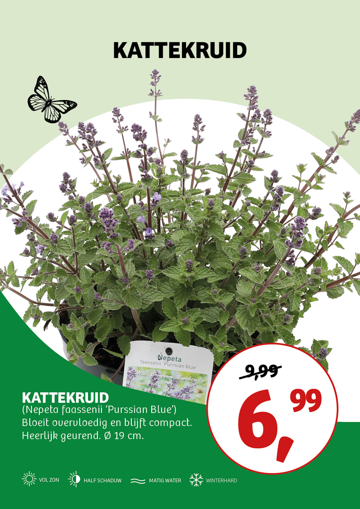 Nepeta faassenii 'Purssian Blue' ; p19