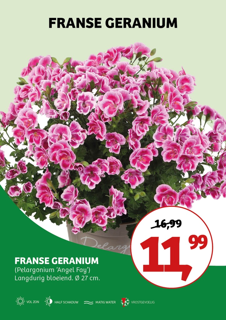 Pelargonium 'Angel Fay' ; schaal27 15/25