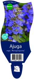 Ajuga rept. 'Atropurpurea' ; P11