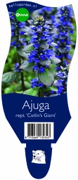 Ajuga rept. 'Catlin’s Giant' ; P11