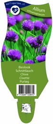Allium schoenoprasum ; P11