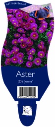 Aster (D) 'Jenny' ; P11
