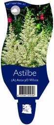 Astilbe (A) Astary® White ; P11