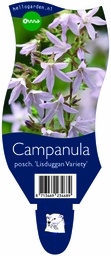 Campanula posch. 'Lisduggan Variety' ; P11