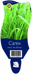 Carex morr. 'Ice Dance' ; P11