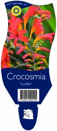 Crocosmia 'Lucifer' ; P11