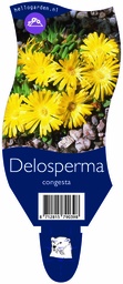 Delosperma congesta ; P11