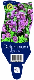 Delphinium (P) 'Astolat' ; P11