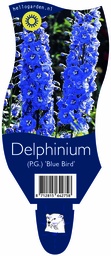 Delphinium (P.G.) 'Blue Bird' ; P11