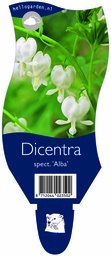 Dicentra spect. 'Alba' ; P11