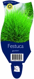 Festuca gautieri ; P11