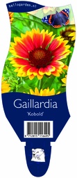 Gaillardia 'Kobold' ; P11