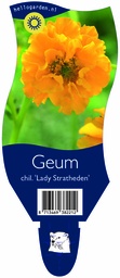 Geum chil. 'Lady Stratheden' ; P11
