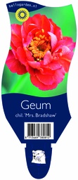 Geum chil. 'Mrs. Bradshaw' ; P11