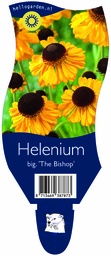 Helenium big. 'The Bishop' ; P11