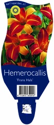 Hemerocallis 'Frans Hals' ; P11