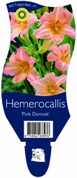 Hemerocallis 'Pink Damask' ; P11