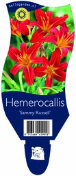 Hemerocallis 'Sammy Russell' ; P11
