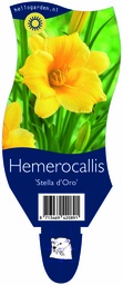 Hemerocallis 'Stella d’Oro' ; P11