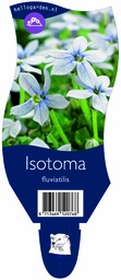 Isotoma fluviatilis ; P11