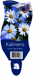 Kalimeris incisa 'Nana Blue' ; P11