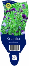 Knautia macedonica ; P11