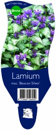 Lamium mac. 'Beacon Silver' ; P11