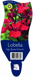 Lobelia fulg. 'Queen Victoria' ; P11