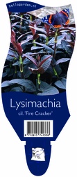 Lysimachia cil. 'Fire Cracker' ; P11