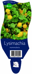 Lysimachia nummularia ; P11