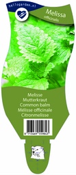 Melissa officinalis ; P11