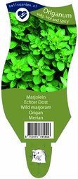 Origanum vulg. 'Hot and Spicy' ; P11