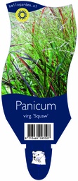 Panicum virg. 'Squaw' ; P11