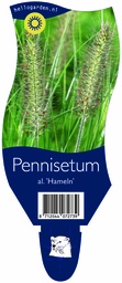 Pennisetum al. 'Hameln' ; P11