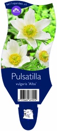 Pulsatilla vulgaris 'Alba' ; P11