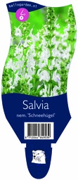 Salvia nem. 'Schneehügel' ; P11