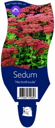 Sedum 'Herbstfreude' ; P11