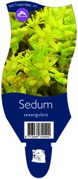 Sedum sexangulare ; P11