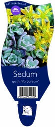 Sedum spath. 'Purpureum' ; P11