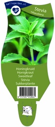 Stevia rebaudiana ; P11