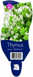 Thymus praec. 'Albiflorus' ; P11