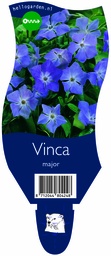 Vinca major ; P11