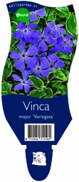 Vinca major 'Variegata' ; P11