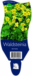 Waldsteinia ternata ; P11
