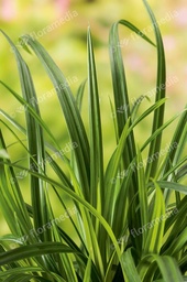 Carex morrowii Irish Green; P17