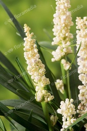 Liriope muscari 'Monroe White' ; C2