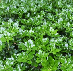 Pachysandra term. 'Green Sheen' ; P9