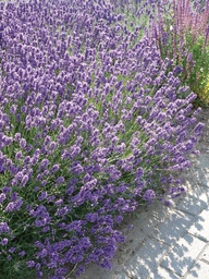 Lavandula angustifolia Dwarf Blue ; P9