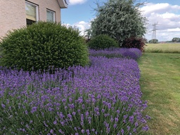 Lavandula angustifolia Hidcote ; P9