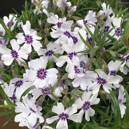 [2018H2 FL 14427] Phlox subulata Bavaria ; P9